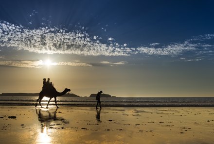 Marokko for family Summer - Essaouira - Kamel am Strand Essaouira