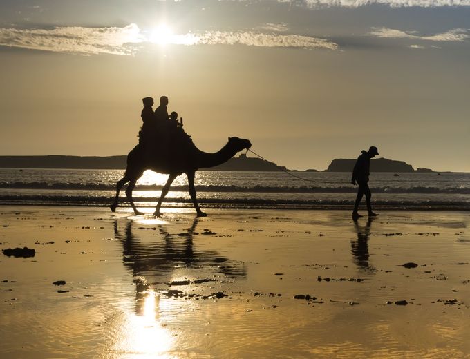Familienreise Marokko - Essaouira - Kamel am Strand