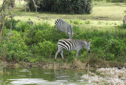 Kenia Familienreise - Kenia for family individuell - Lake Nakuru - zwei Zebras am Wasser