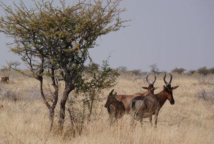 Namibia & Botswana mit Jugendlichen - Namibia & Botswana Family & Teens - Safari im Etosha Nationalpark - Antilopen