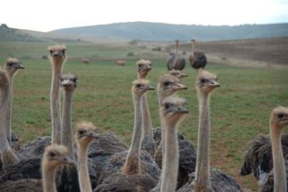 Garden Route mit Kindern  - Strauße Skeiding Guest Farm