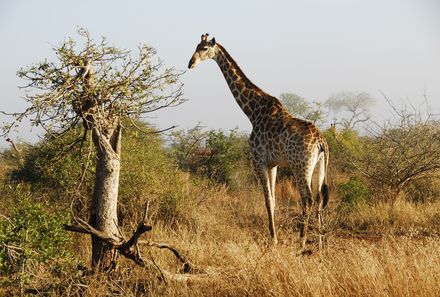 Familienurlaub Südafrika - Südafrika for family individuell - Krüger -Giraffe