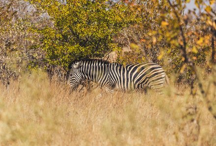 Südafrika Blog Artikel - Zebra in der Savanne – Südafrika Reise mit Kindern