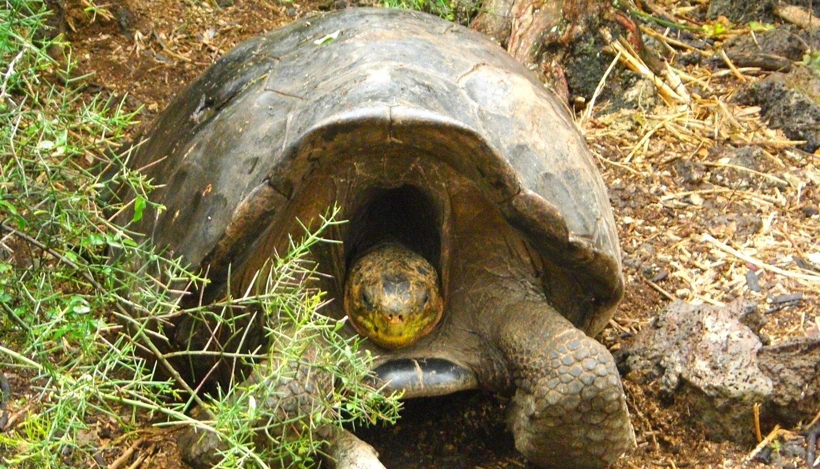 Galapagos mit Jugendlichen - Reisebericht über Galapagos - Schildkröte