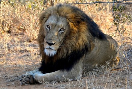 Reisebericht: Südafrika Makutsi Safari Farm - Südafrika mit Kindern - Löwe sitzt