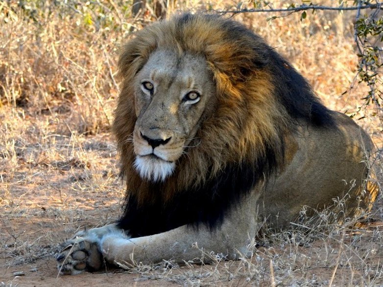 Neue Fernreisen für Familien in 2014 - Afrika mit Kindern - Löwen