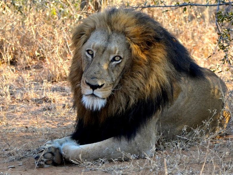 Afrika mit Kindern - Löwen