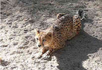 Namibia mit Kindern - Namibia individuell - Gepard in Namibia