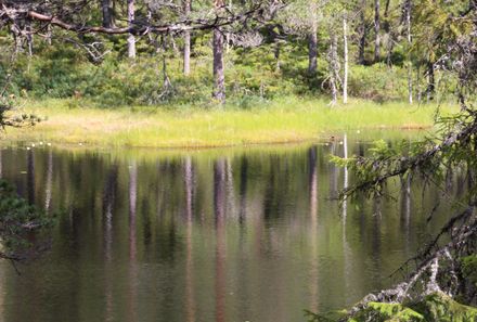 Familienreise Schweden - Schweden for family - Fluss im Wald