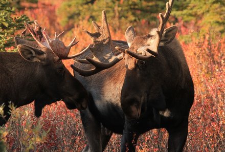 Kanada mit Kindern - Gründe nach Kanada zu reisen - Elche im Wald