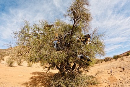 Familienreise Marokko - Marokko for family - Ziegen auf einem Baum