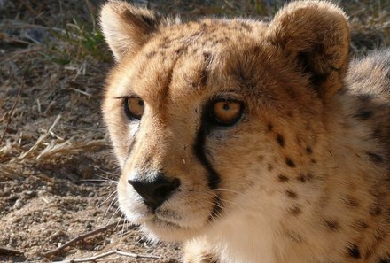 Familienurlaub Namibia - Namibia mit Teenagern - Gepard