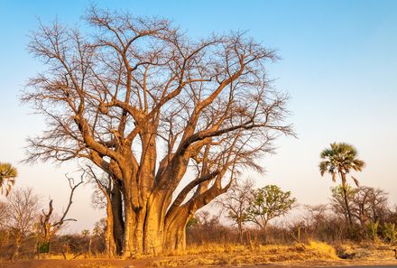 Botswana Familienreise - Botswana for family individuell - Victoria Falls Vegetation