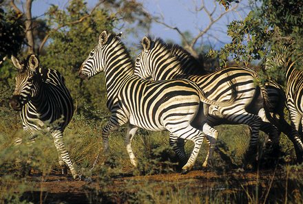 Garden Route mit Kindern Familiensafari - Zebras Südafrika