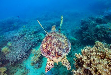 Australien for family - Australien Familienreise -  Schildkröte