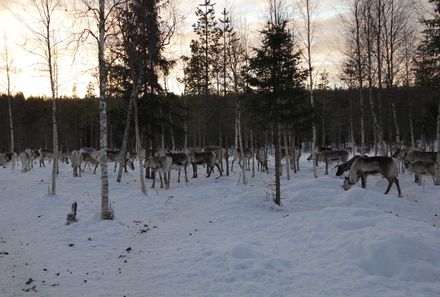 Finnland Familienurlaub - Finnland Winter for family - Rentierherde in Wald