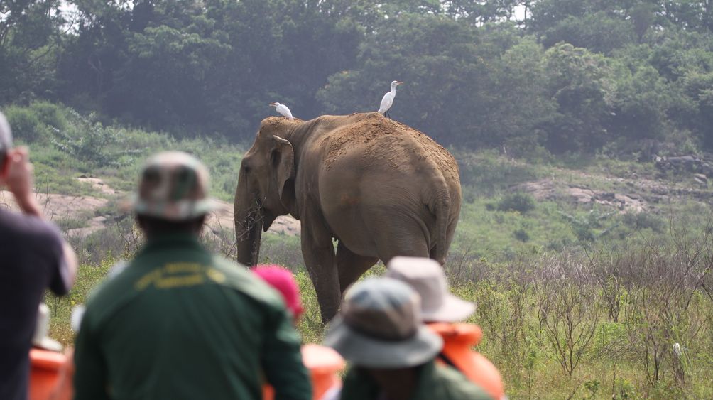 Sri Lanka Safari mit Kindern - Familien beobachten Elefanten