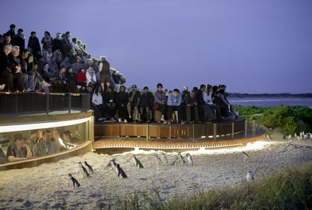 Australien for family - Australien Familienreise - Penguin Parade