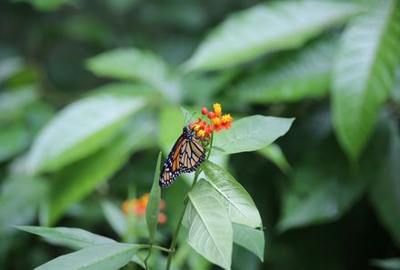 Familienurlaub Costa Rica - Costa Rica for family - Ecocentro Danaus Schmetterling