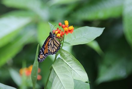 Costa Rica Familienreise - Costa Rica for family - Ecocentro Danaus - Schmetterling
