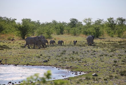 Namibia Familienreise - Namibia for family - Elefantenherde in der Nähe vom Wasserloch