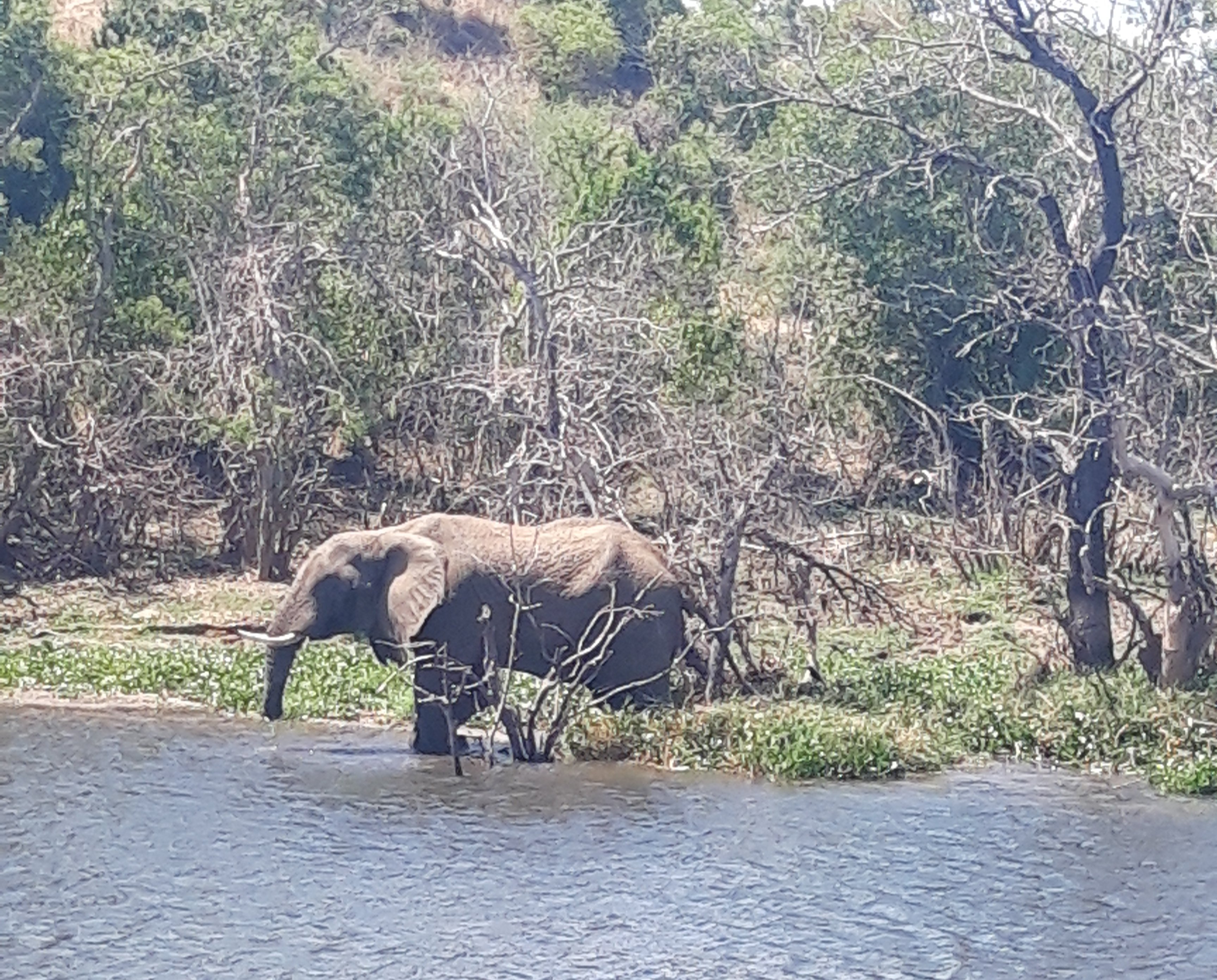 Svenja in Uganda - Familienreise nach Uganda - Elefant bei Nilsafari