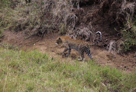 Kenia Familienreise - Kenia for family - Pirsch in Taita Hills Wildlife Sanctuary - schleichender Leopard