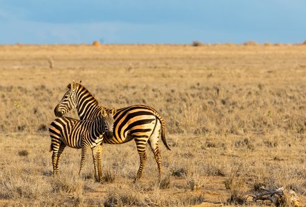 Kenia Familienreise - Kenia for family - Zebras im Tsavo Ost Nationalpark