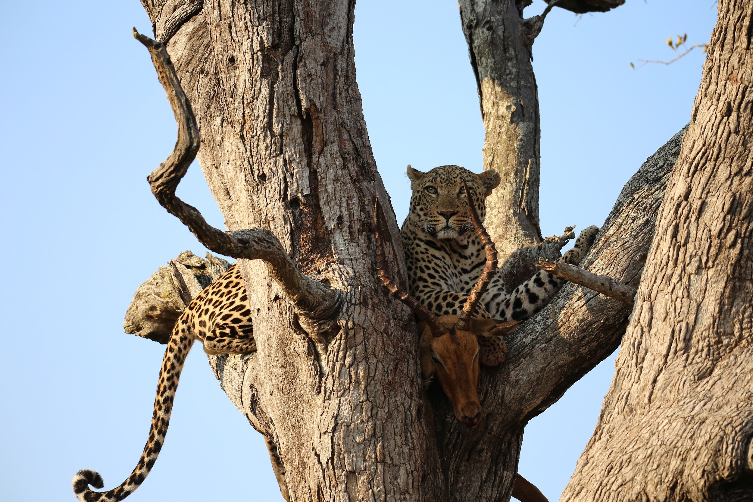 Rundreise Krüger Nationalpark mit Kindern - Pirschfahrt im Krüger - Leopard und Impala auf Baum