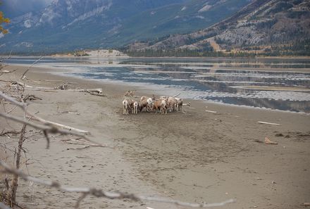 Rocky Mountains mit Kindern - Rocky Mountains for family - Maligne Lake