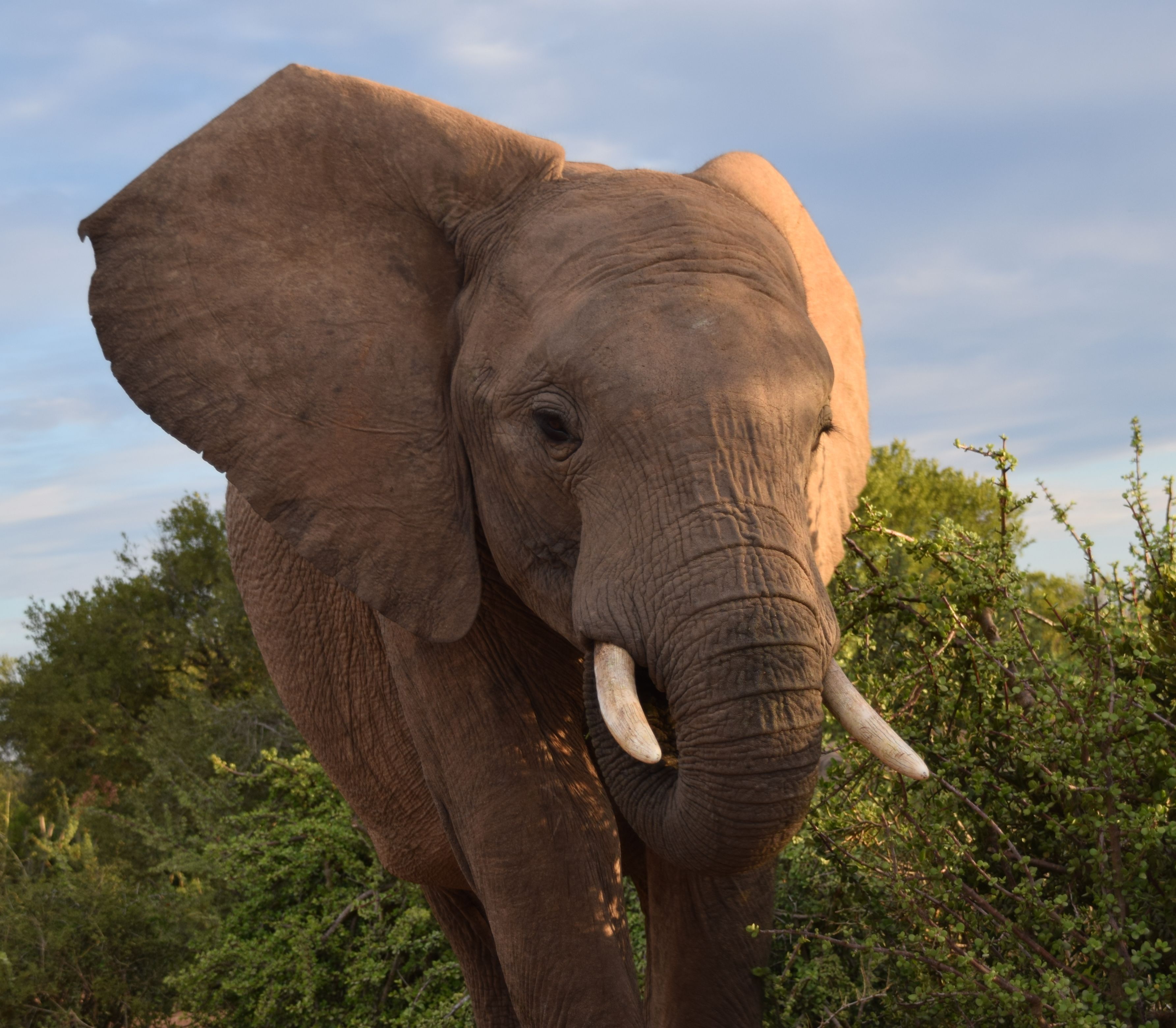 Südafrika mit Kindern  - Addo Elephant Park