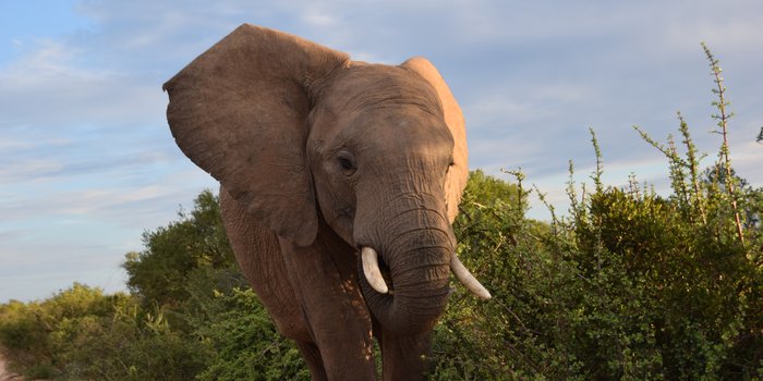 Südafrika mit Kindern - Garden Route for family - Elefant im Addo