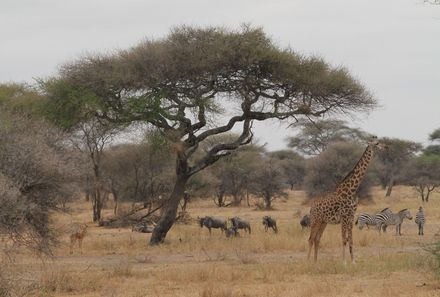 Tansania Familienreise - Tansania for family individuell - Giraffe im Tarangire Nationalpark