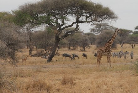 Tansania Familienurlaub - Tansania for family - Giraffe im Tarangire Nationalpark