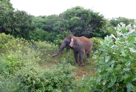Sri Lanka Familienreise - Sri Lanka for family - Elefant