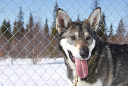 Schweden for family Winter - Hundeschlittentour - Hund