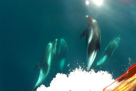 Familienurlaub Kuba - Kuba for family - Delfine