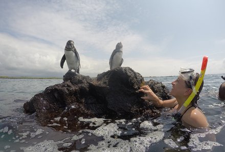 Galapagos Familienreise - Galapagos for family individuell - Pinguine Galapagos