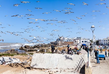 Marokko mit Kindern - Vögel an der Küste von Essaouria
