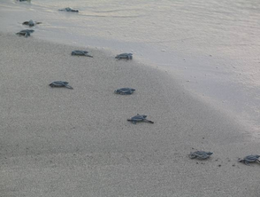 Kleine Schildkröten krabbeln am Strand ins Wasser – Costa Rica Familienreise