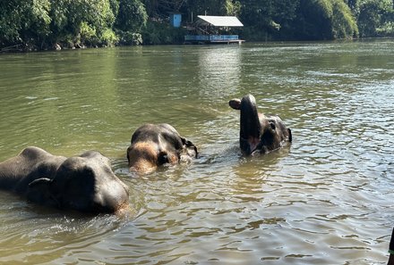 Thailand Familienreisen - Thailand Family & Teens - Elefanten baden im Wasser