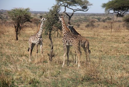 Tansania Familienurlaub - Tansania for family - Giraffen im Ngorongoro Krater