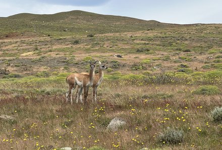 Patagonien Family & Teens - Grenze nach Chile - Guanakos und Landschaft