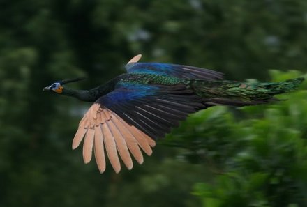 Vietnam mit Kindern - Vietnam for family - Nam Cat Tien Nationalpark - Vogel im Flug