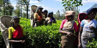 Sri Lanka mit Kindern - Frauen bei der Teeernte