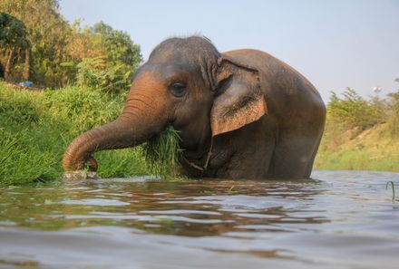 Thailand Family & Teens - Thailand mit Jugendlichen - Elefanten 