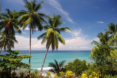 Costa Rica mit Kleinkindern - Südkaribik - Palmen und Meer