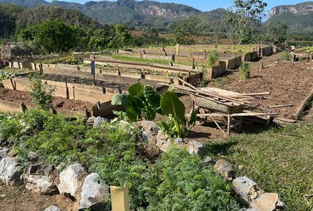 Familienreise Kuba - Kuba Family & Teens - Finca Tungasuk - Beete