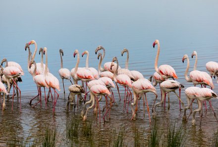 Kenia Familienreise - Kenia for family individuell - Masai Mara & Strand - Flamingos
