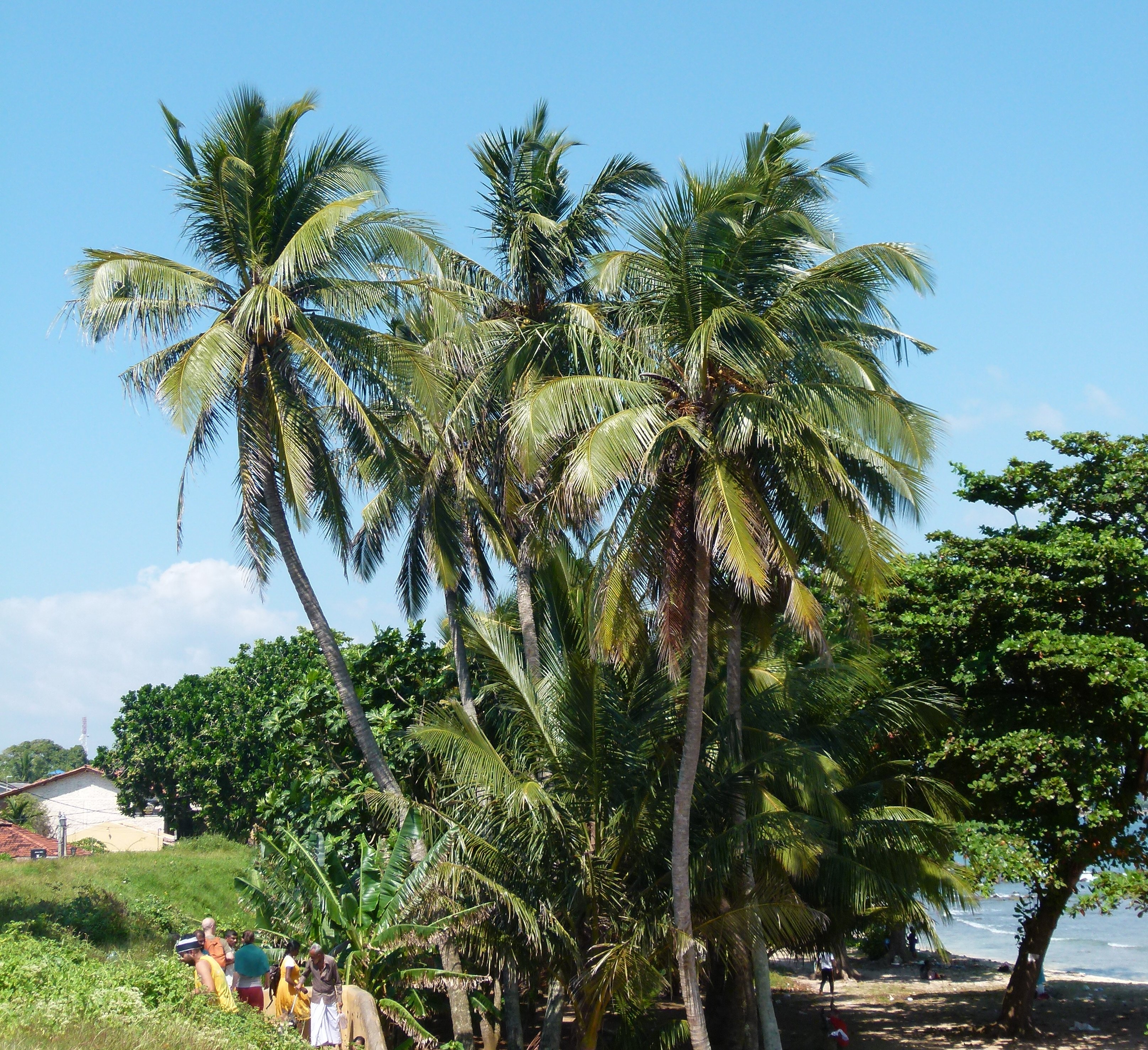 Sri Lanka mit Kindern - Palmen am Strand
